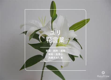 百合風水|ユリの花言葉｜名前の由来 ｜ 花言葉・誕生 